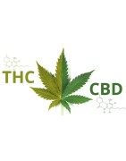 Hemp CBD