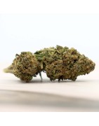 Herba di Berna Cannatonic 3,5g