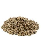 CBD seeds