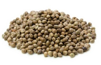 CBD seeds